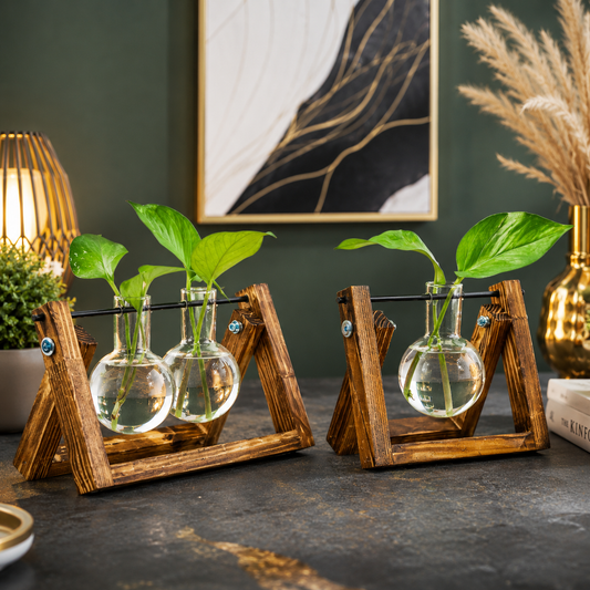 Elegant Plant Propagation Display Station